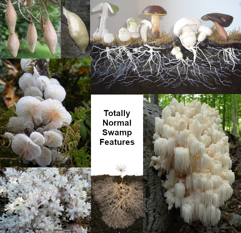 A composite image of various white fungus and cocoons, labeled as Totally Normal Swamp Features.